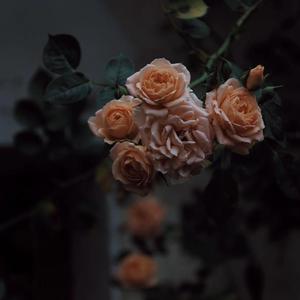 无码国产精品一区二区yw
